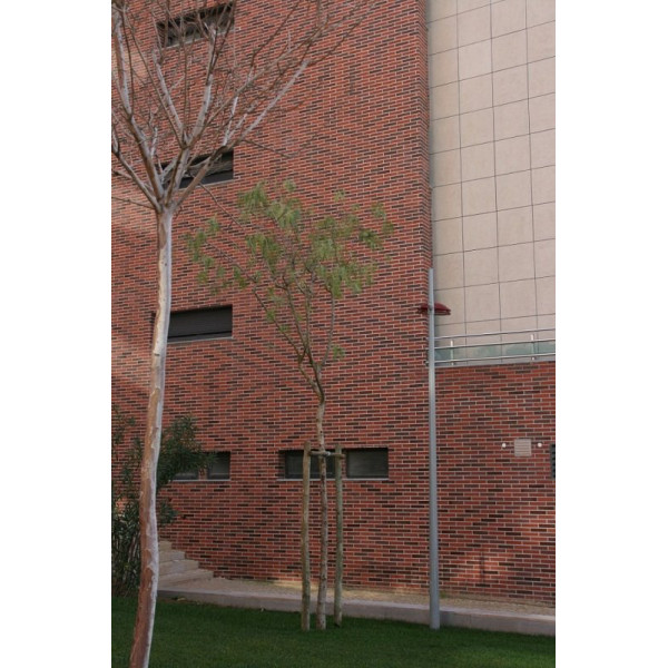 Облицювальна клінкерна цегла, 236х114х51 мм, Ingles, La Paloma ceramicas